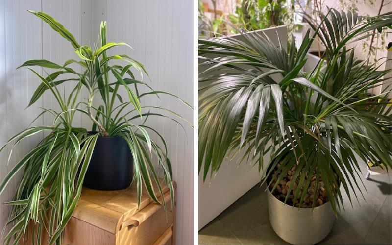 office plants available in Aberdeen 