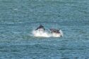 Dolphins are often spotted playing near the lighthouse and harbour entrance in Aberdeen. Image: Wullie Marr/DCT Media