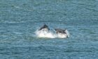 Dolphins are often spotted playing near the lighthouse and harbour entrance in Aberdeen. Image: Wullie Marr/DCT Media