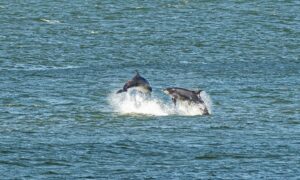 Dolphins are often spotted playing near the lighthouse and harbour entrance in Aberdeen. Image: Wullie Marr/DCT Media