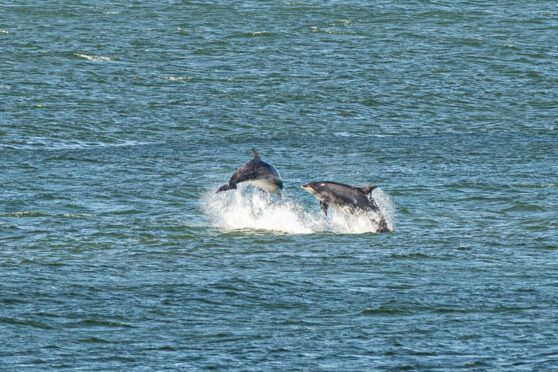 Fisherman denies reckless behaviour towards dolphins at Aberdeen harbour