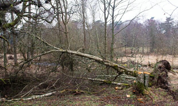 Storm damage in Haddo Country Park. Picture by Wullie Marr.