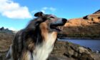 Lassie, a rough collie aged 11, comes all the way from Qatar and was recued from being put down. She now lives with Alex McGregor.
