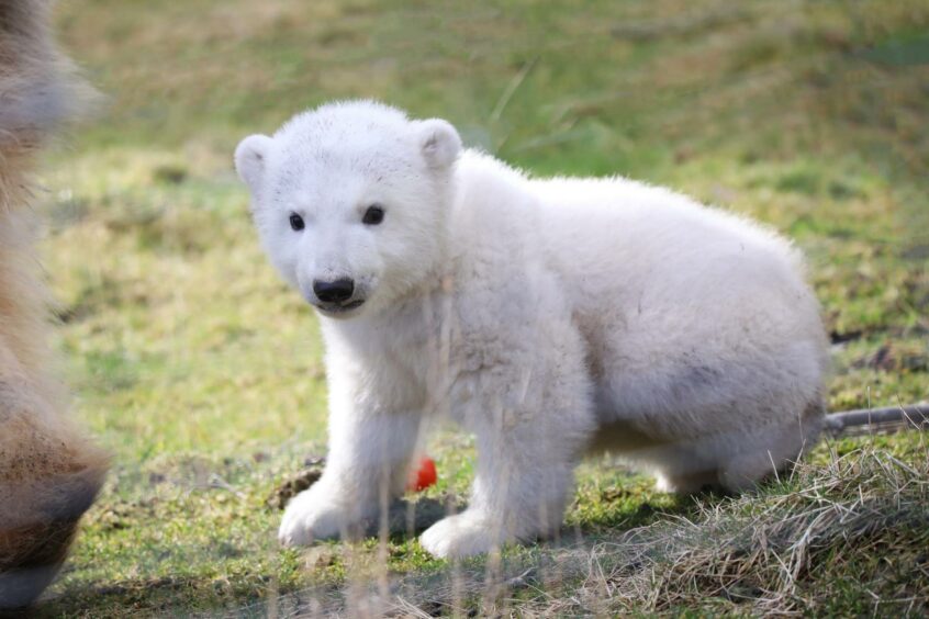 Brodie, the newest arrival at the Highland Wildlife Park.