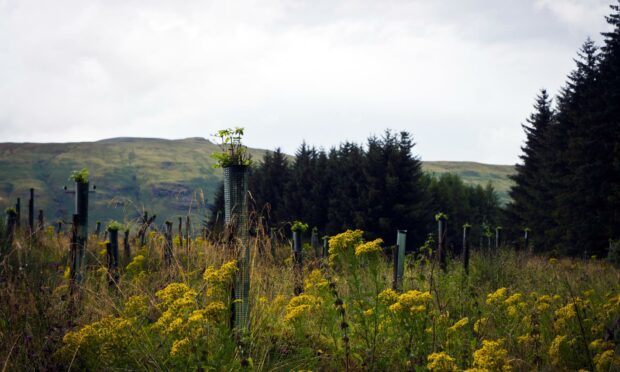 Protected seedlings of the mountain ash with ragwort flowers in the foreground