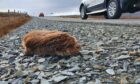 A dead otter photographed at the roadside by Richard Shucksmith in Shetland, at Girlsta.