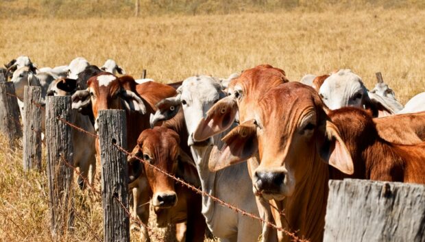 Ms Gougeon has raised concerns about farm antibiotic use in Australia and New Zealand.