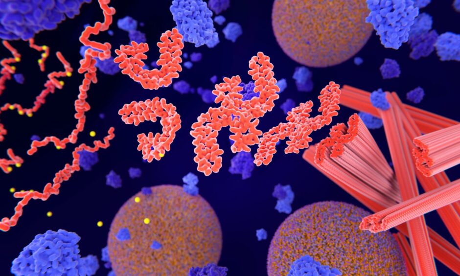 The tau proteins can misfold into 'hairpin' shapes, then become tangled.