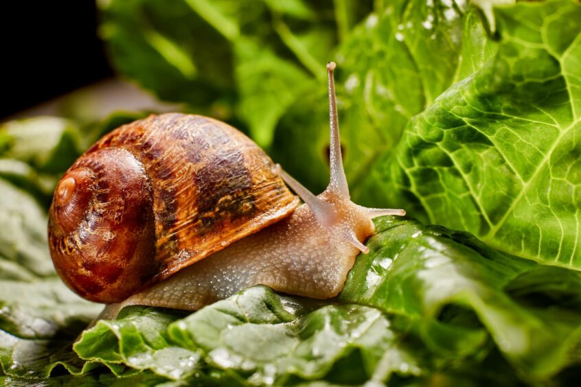 A snail leaving a trail of mucin behind on a leaf.