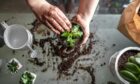 Houseplants can benefit from being repotted with fresh compost.