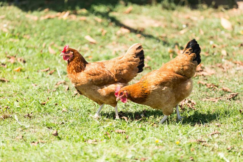 Two chickens on a farm.