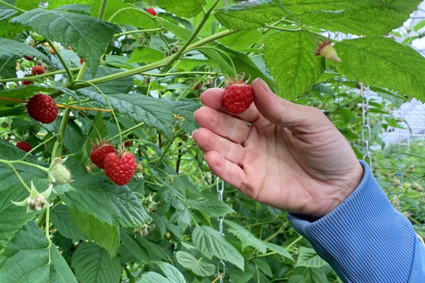 Someone picking raspberries at Castleton Farm raspberries