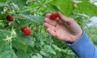 Raspberry harvest has started at Castleton Farm near Laurencekirk.