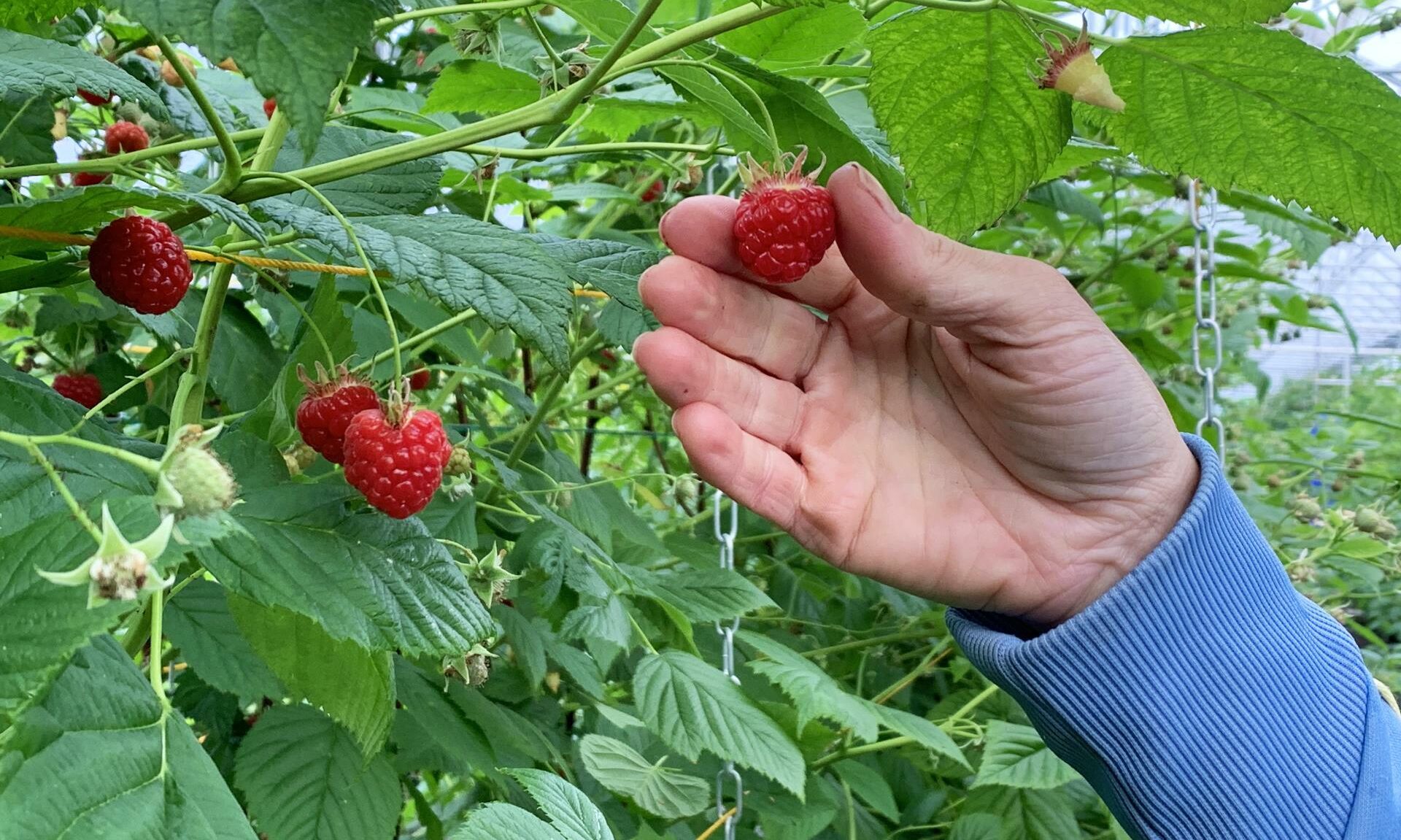 Aberdeenshire farm produces some of the UK season's first raspberries