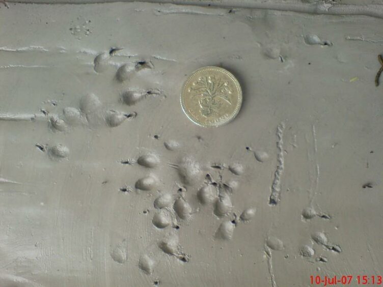Mink paw prints side by side with a one pound coin.