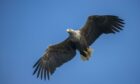 A white-tailed eagle in flight (not one of the pair referred to