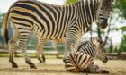 A four-day-old zebra foal, born on Saturday at the Wild Place Project in Bristol, with12-year-old mum Florence. Picture via PA.