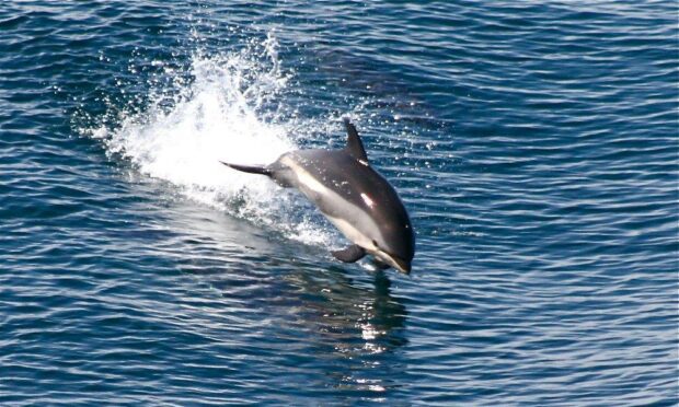 Atlantic white sided dolphins are elusive and poorly understood in research. Picture by NOAA/NEFSC, Fred Wenzel