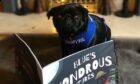 Black pug wearing blue harness that reads therapy dog