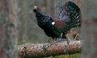 Capercaillie are a huge kind of grouse that live in pinewoods and conifer plantations.



(submitted pics)



Male Capercaillie displaying at spring lek.
