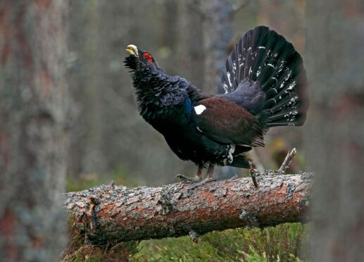 Capercaillie are a huge kind of grouse that live in pinewoods and conifer plantations.



(submitted pics)



Male Capercaillie displaying at spring lek.