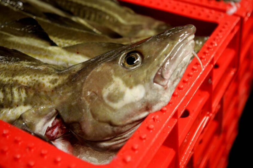 North Sea cod quota increasing