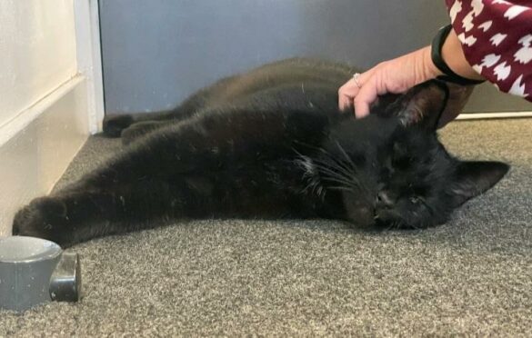 Dexter the black cat lying down.