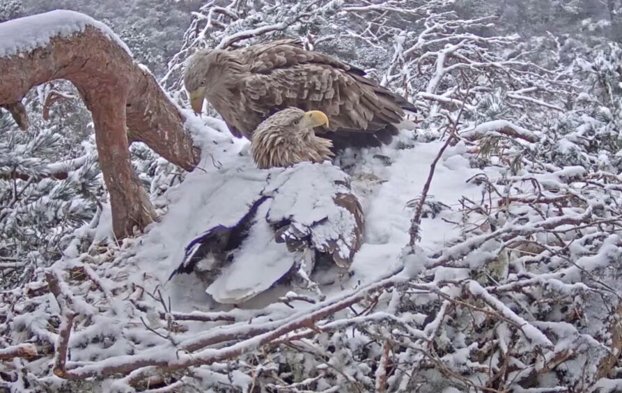 White-tailed eagles in their nest
