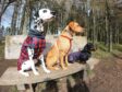 They do say you should always expand your horizons. And Cara Copland from Aberdeen’s wonderfully eclectic pack of Rag the Dalmatian, Sulley the Labrador and Rex the 
dachshund certainly seem to be looking forward to the new adventures they can see at Crathes Castle.