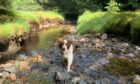 BLAZING: With a name like Flame, we can see why this gorgeous pooch would love a cooling dip at Stronaba, Spean Bridge. If we were Norma Macdonald, we’d have jumped in too!
