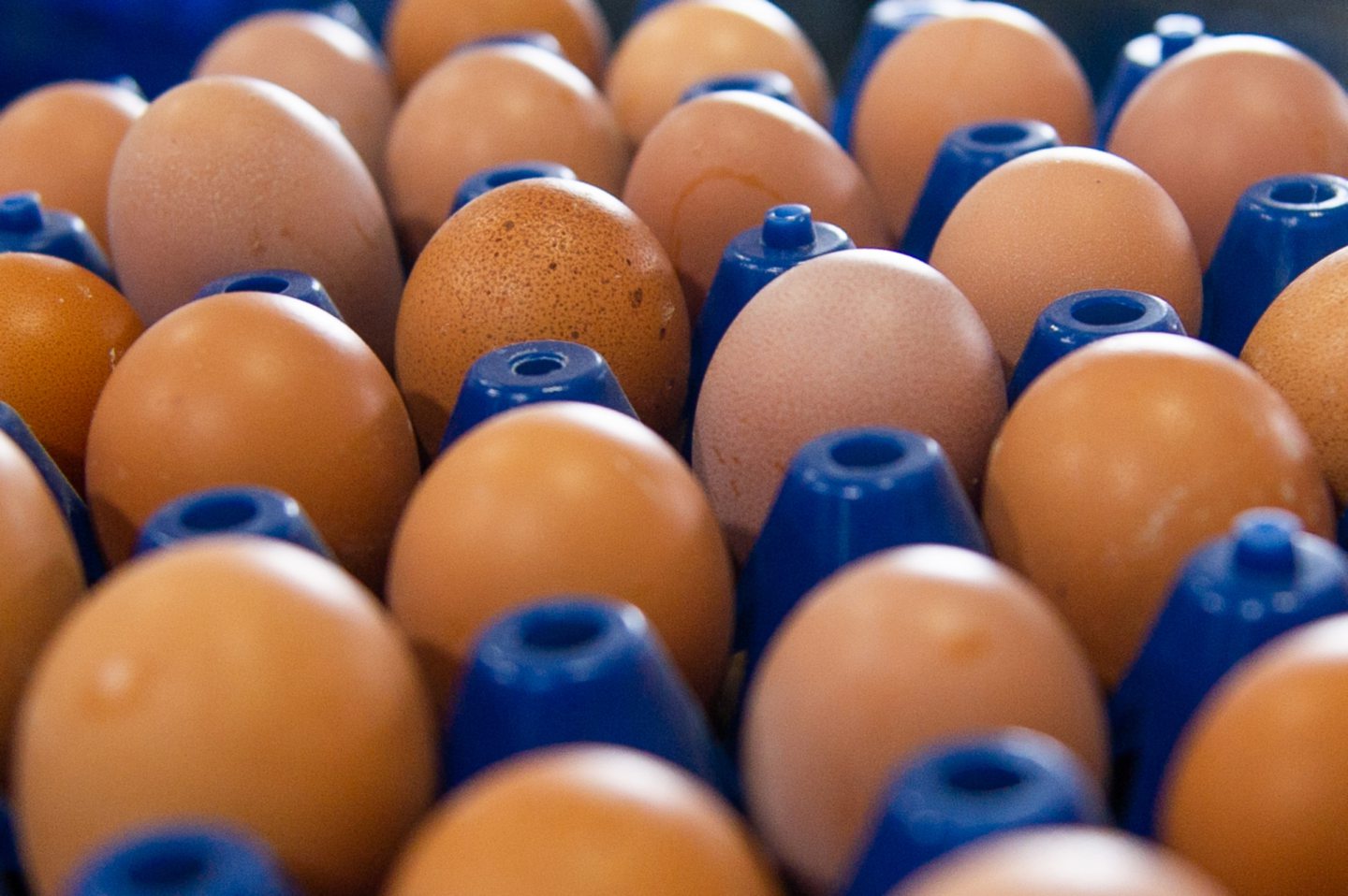The UK often buys bird eggs from France as a result of longer breeding seasons and better weather