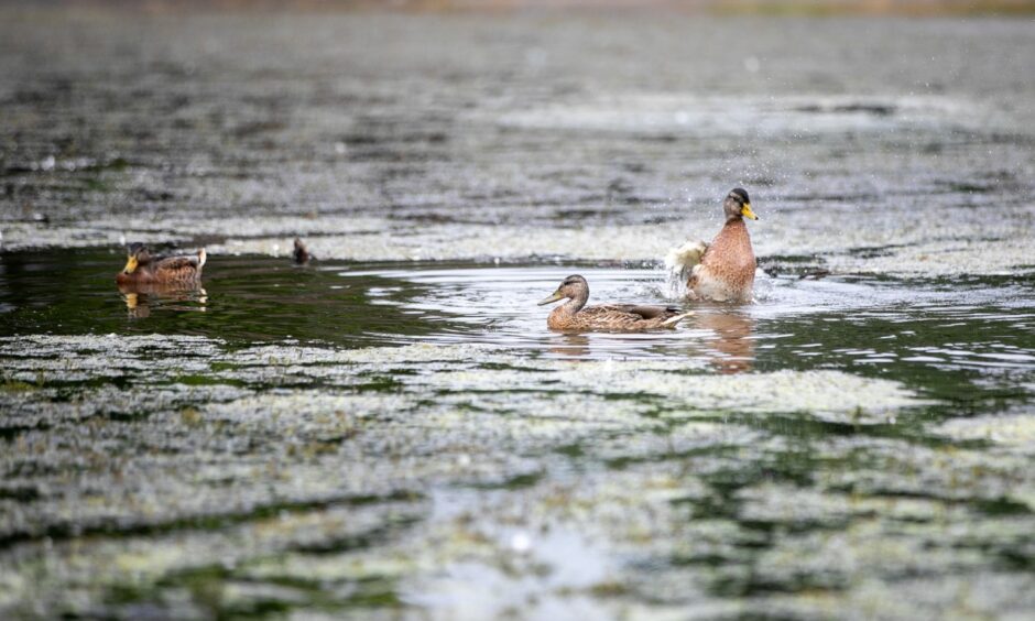 Ducks on a pond.