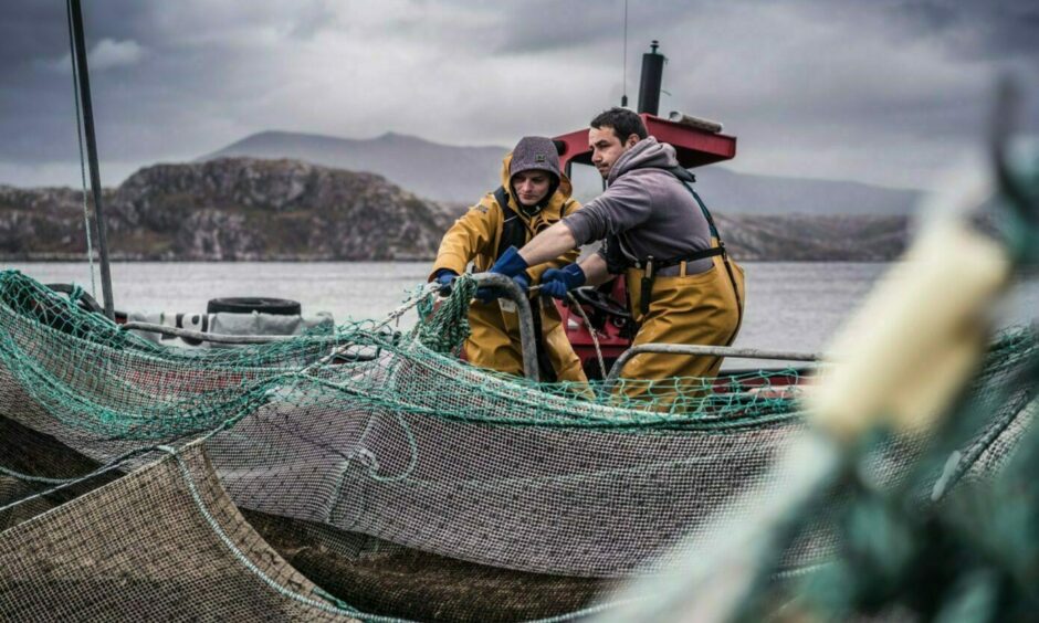Loch Duart salmon catch