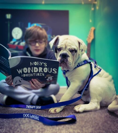 A Old Tyme bulldog wearing a blue therapy dog harness sits next to a child who is reading a book.