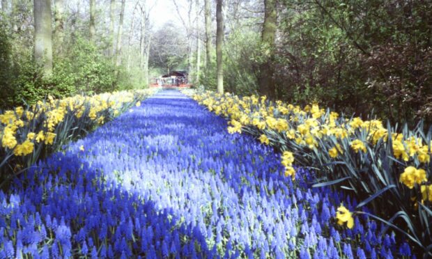 Grape hyacinths in Keukenhof are a reminder to enjoy the glory of spring while it lasts.