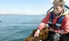 Dr Adrian MacLeod, a research scientist at Sams at work on the seaweed farm.