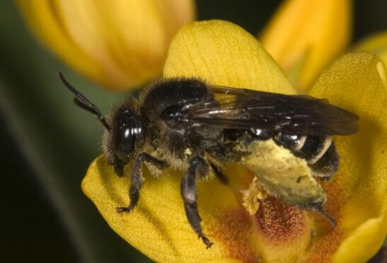 A pollinating bee, one of the many species which can benefit from a rewilded garden. Photo credit Mike Edwards/PA