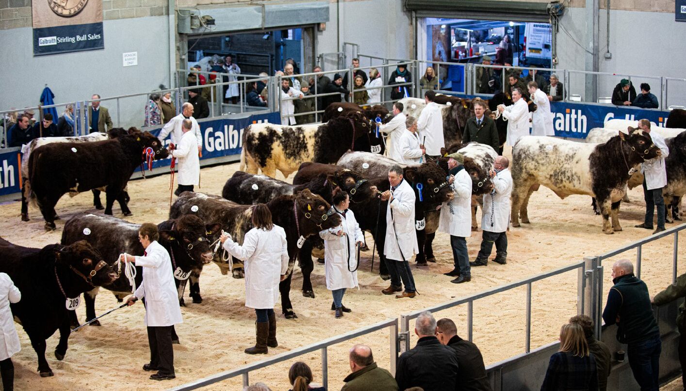 Beef Shorthorns being judged at the February instalment of the Stirling Bull Sales.