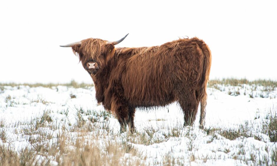 A Highland cow in snow. 