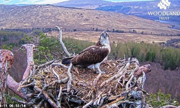 Louis the osprey in his new nest. Picture by WTML.