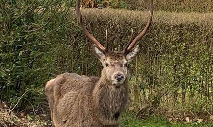 Stanley the deer. Picture supplied by Dawn Osbourne Harris.
