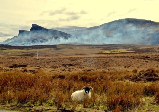 Views vary about the practice of muirburn, which is carried out to clear old vegetation and encourage new growth.