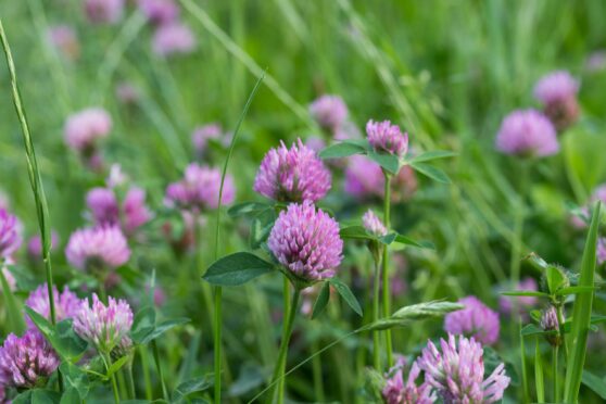 The study has shown the benefits of grazing ewes on grass swards containing red clover.