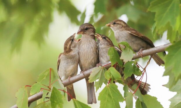 House sparrow's retained the top spot as the most commonly seen garden bird with more than 145,000 recorded sightings