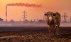 Cows are a big source of greenhouse gas methane.