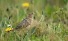 POSITIVE SIGNS: There’s nothing more uplifting than a skylark’s song as birds make their presence felt as spring arrives.