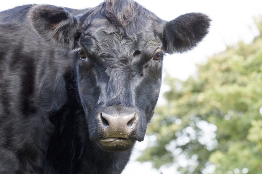 We must eat breeds such as Aberdeen Angus to preserve the species say the Rare Breeds Survival Trust.