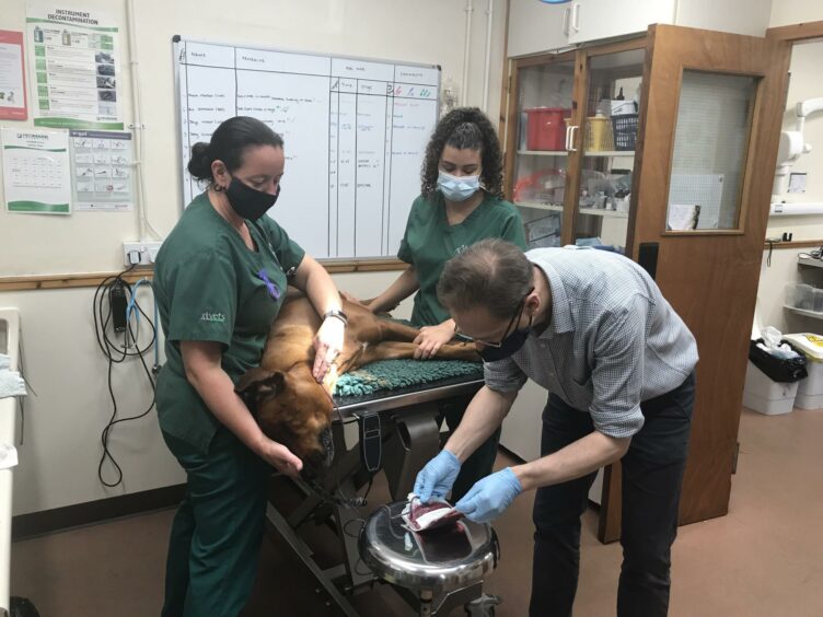 Guy Gordon and other vets operating on a dog