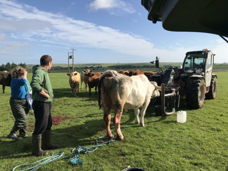 Guy and his team attending to cows on a farm 