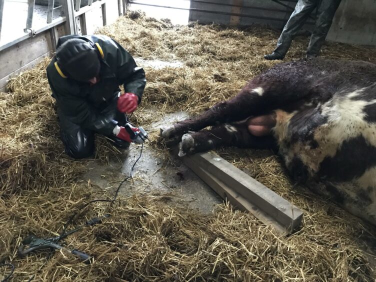 Guy Gordon giving medical assistance to a cow